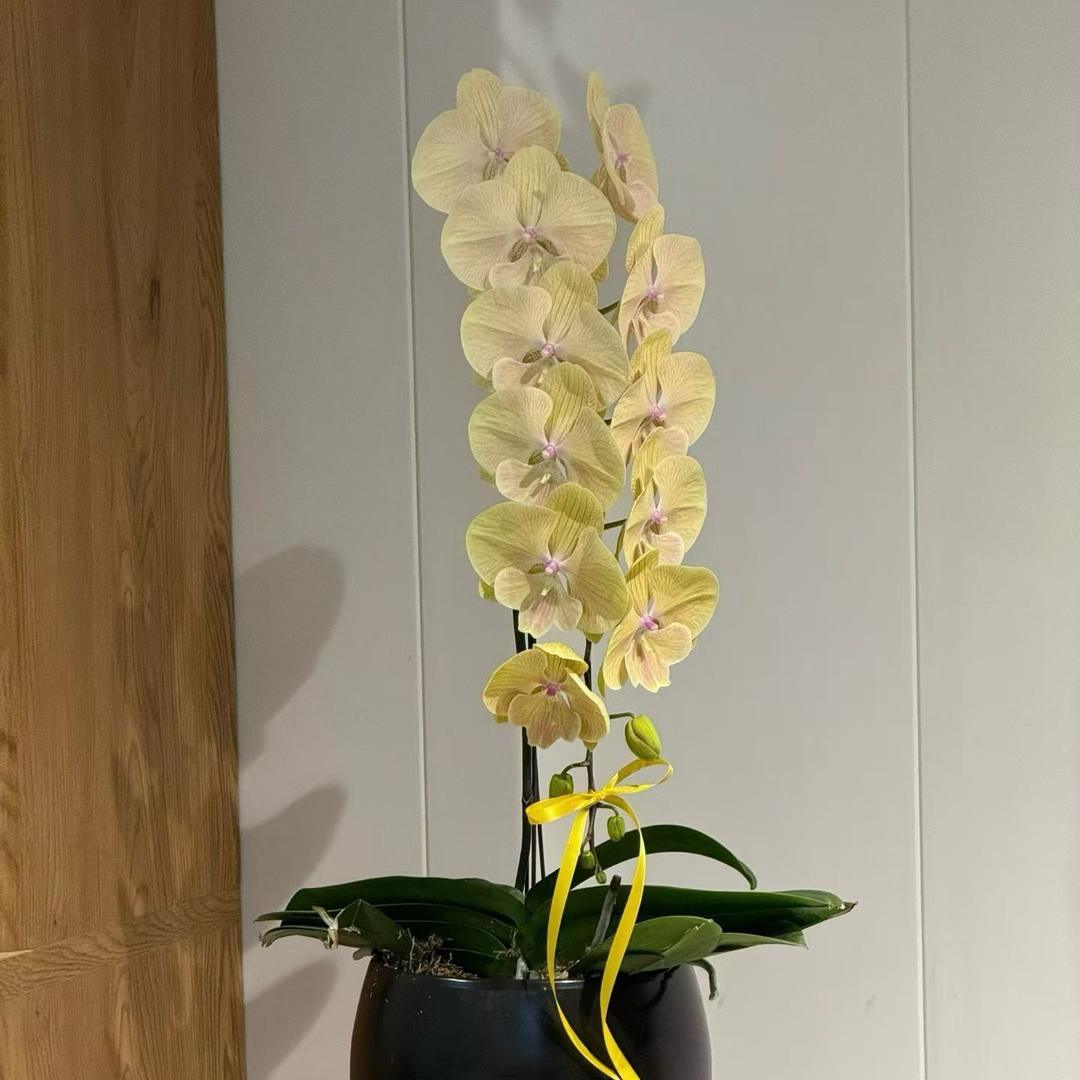 妙恋奇花头像
