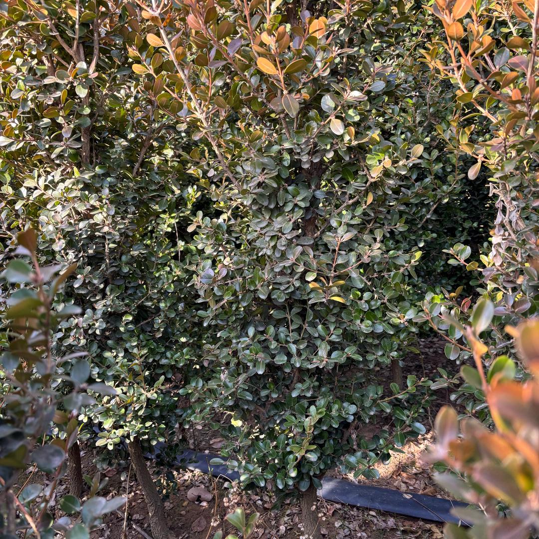 玲苗愿景瓜子黄杨