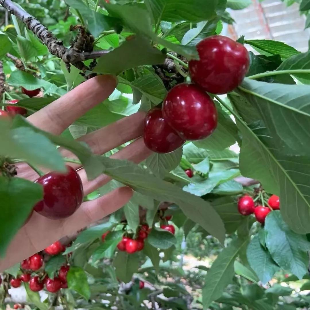 泰安大樱桃🍒