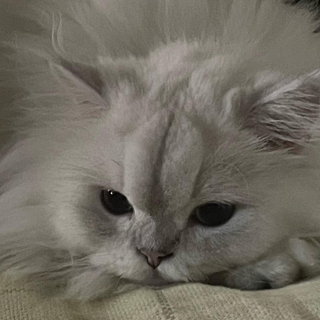 不拉摩的