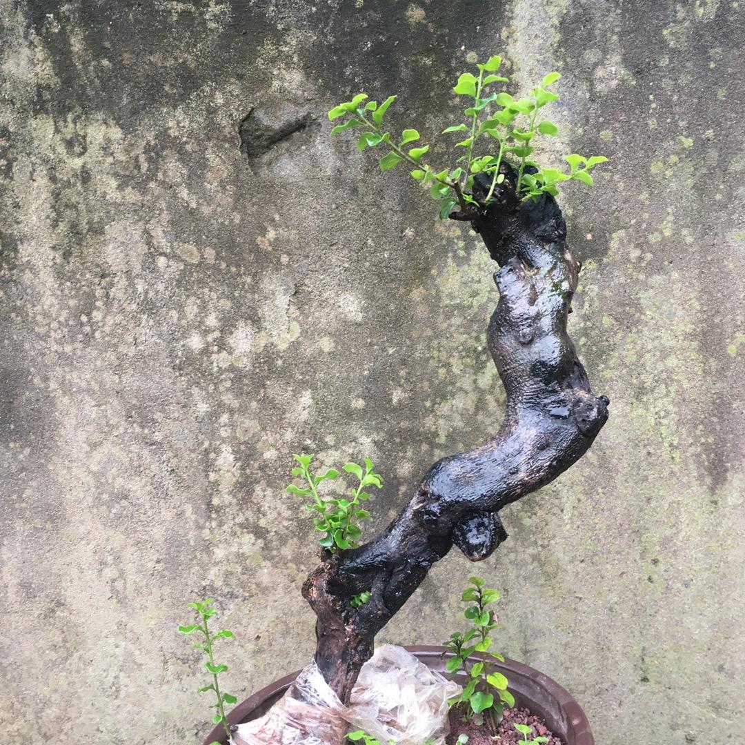 艺景园金弹子