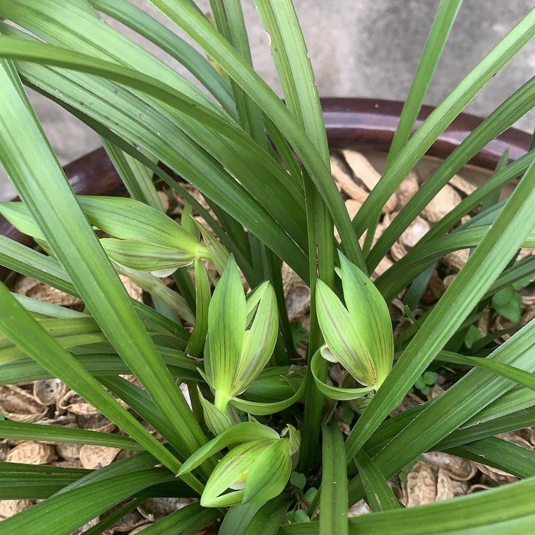 微微一笑🍎🍎