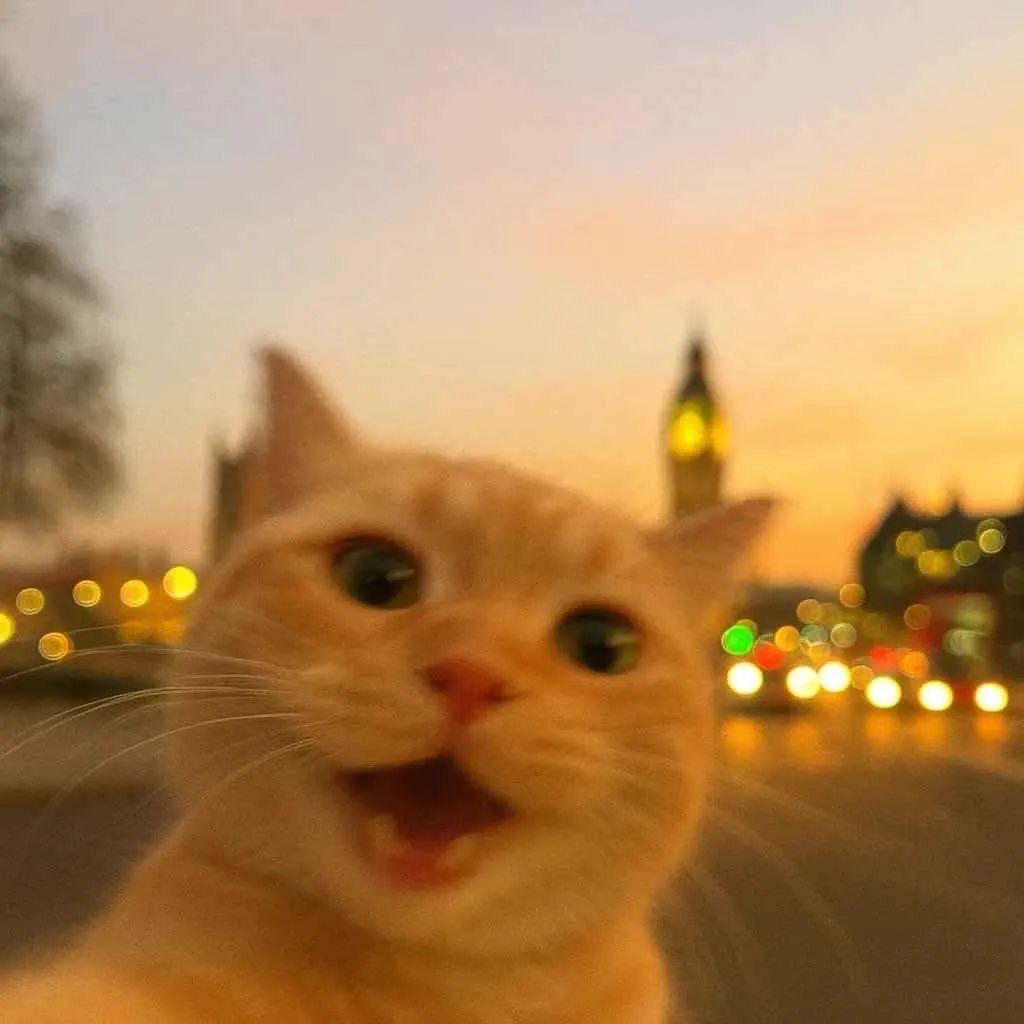 又又又又