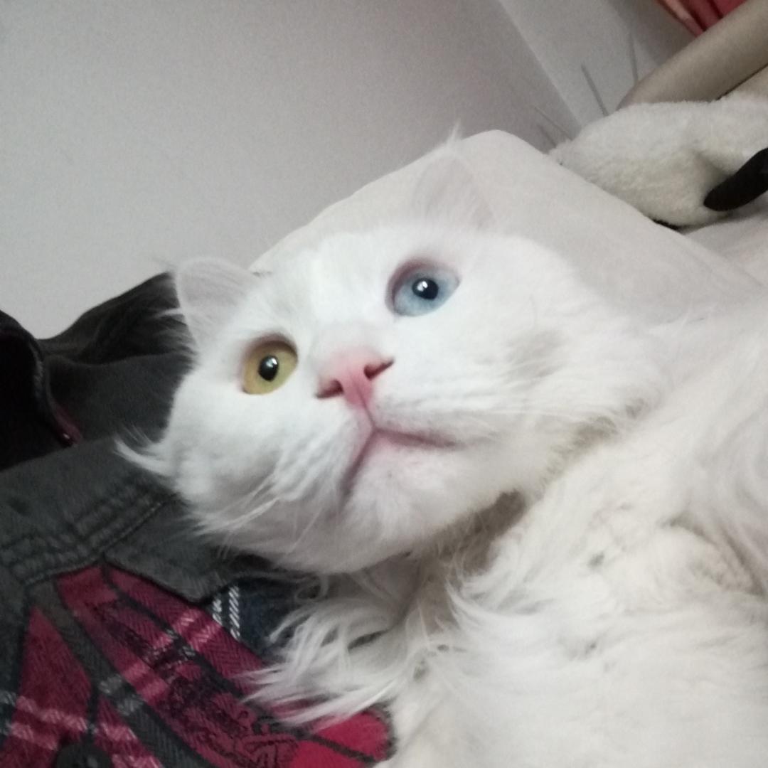 侯谦