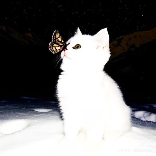 性感火鸡面梦女