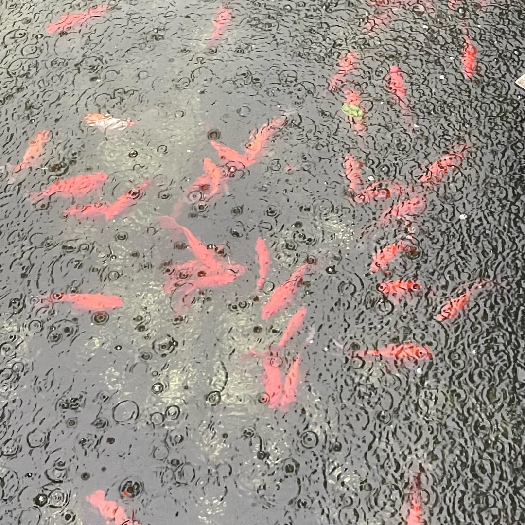 木木爱喝水🐷