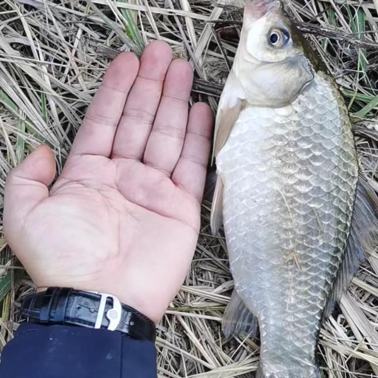 黄辣丁专业户