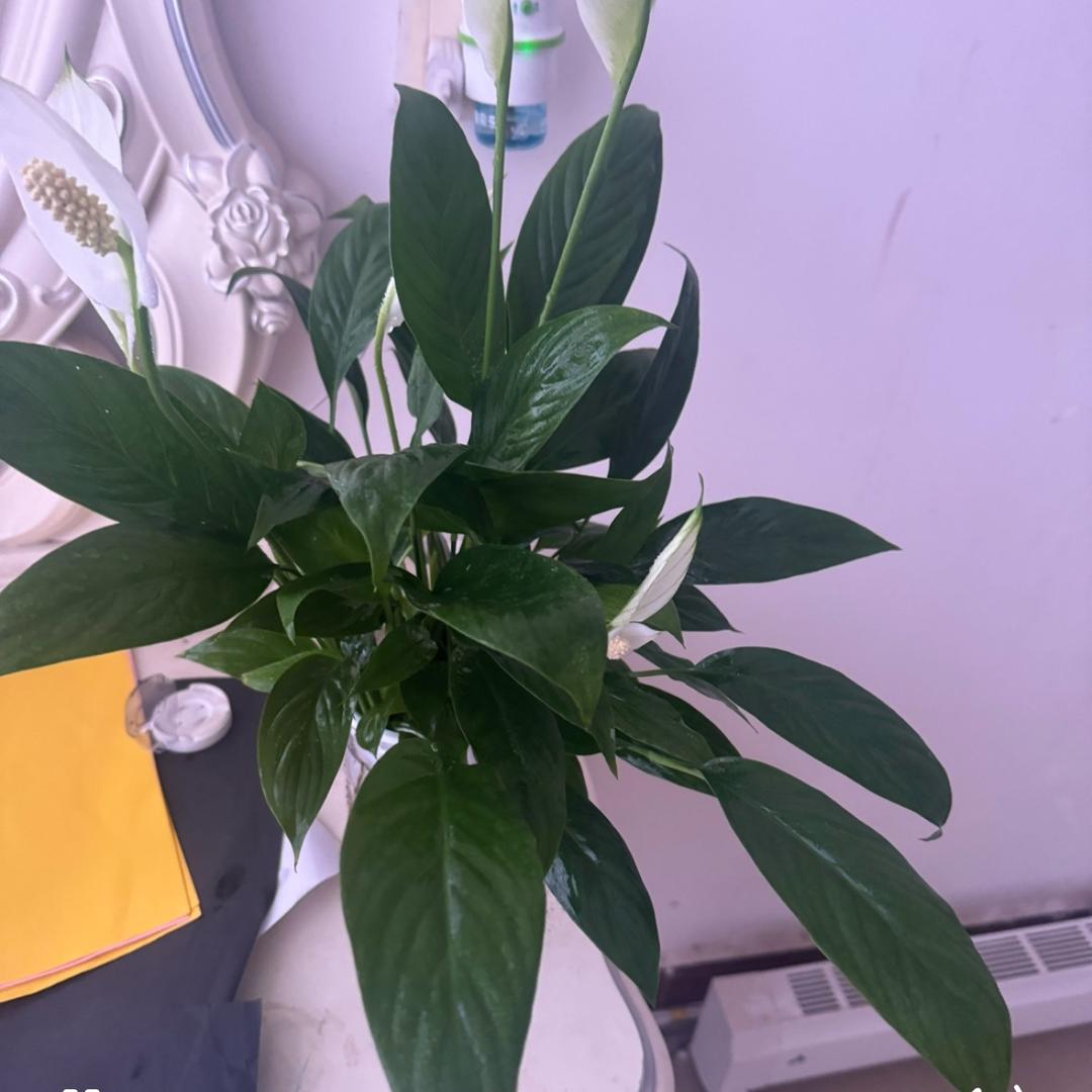 ღ 鄧ಇ  এ大ぉぉぉ