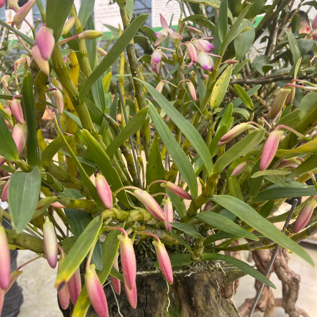 滋补山货土特产