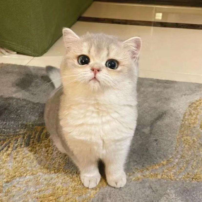 酸魔（三角洲行动）