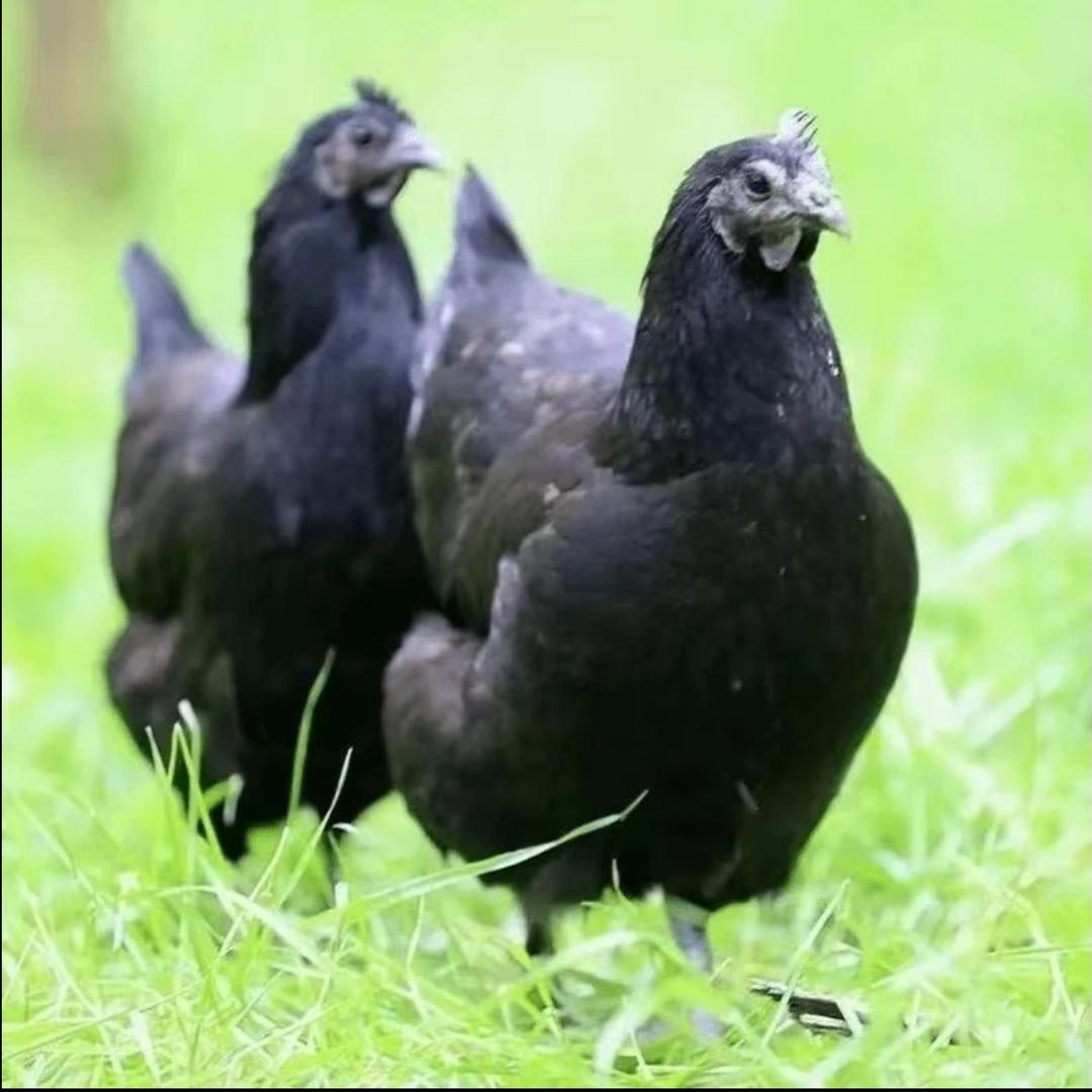 鹤壁现选禽业严选店