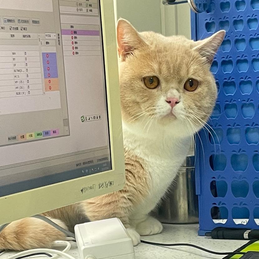 西伯利亚大野猪咪🐱