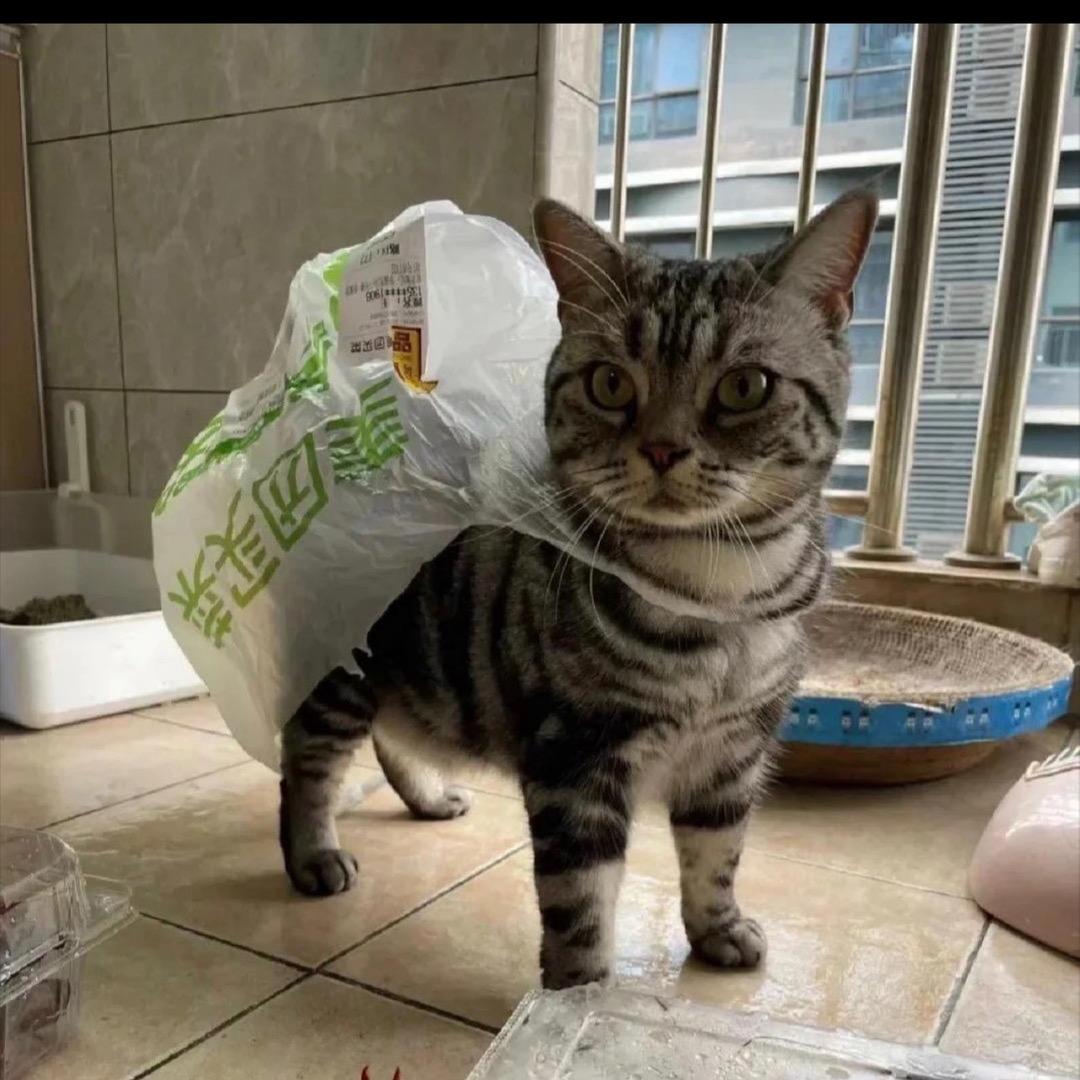 张小缘