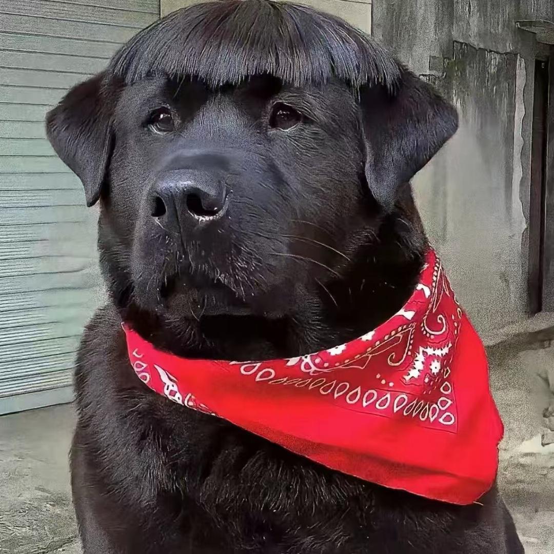 性感小章鱼
