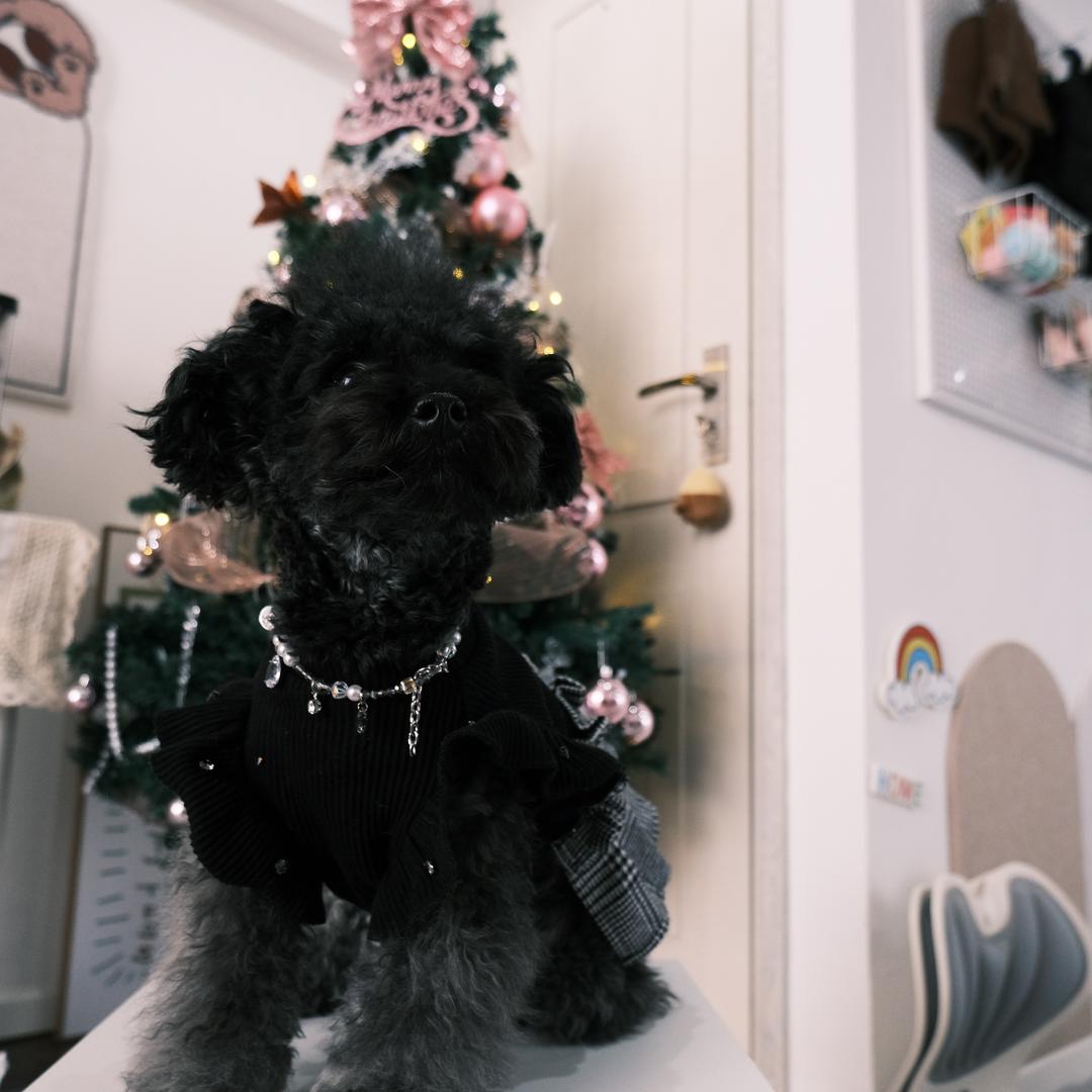 Miki不是小煤球🐶
