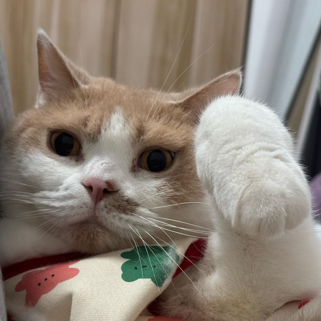 恁也为俺啄米吧