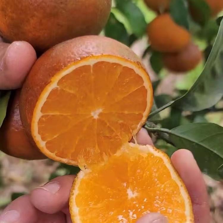 柿阿哥生鲜土特产