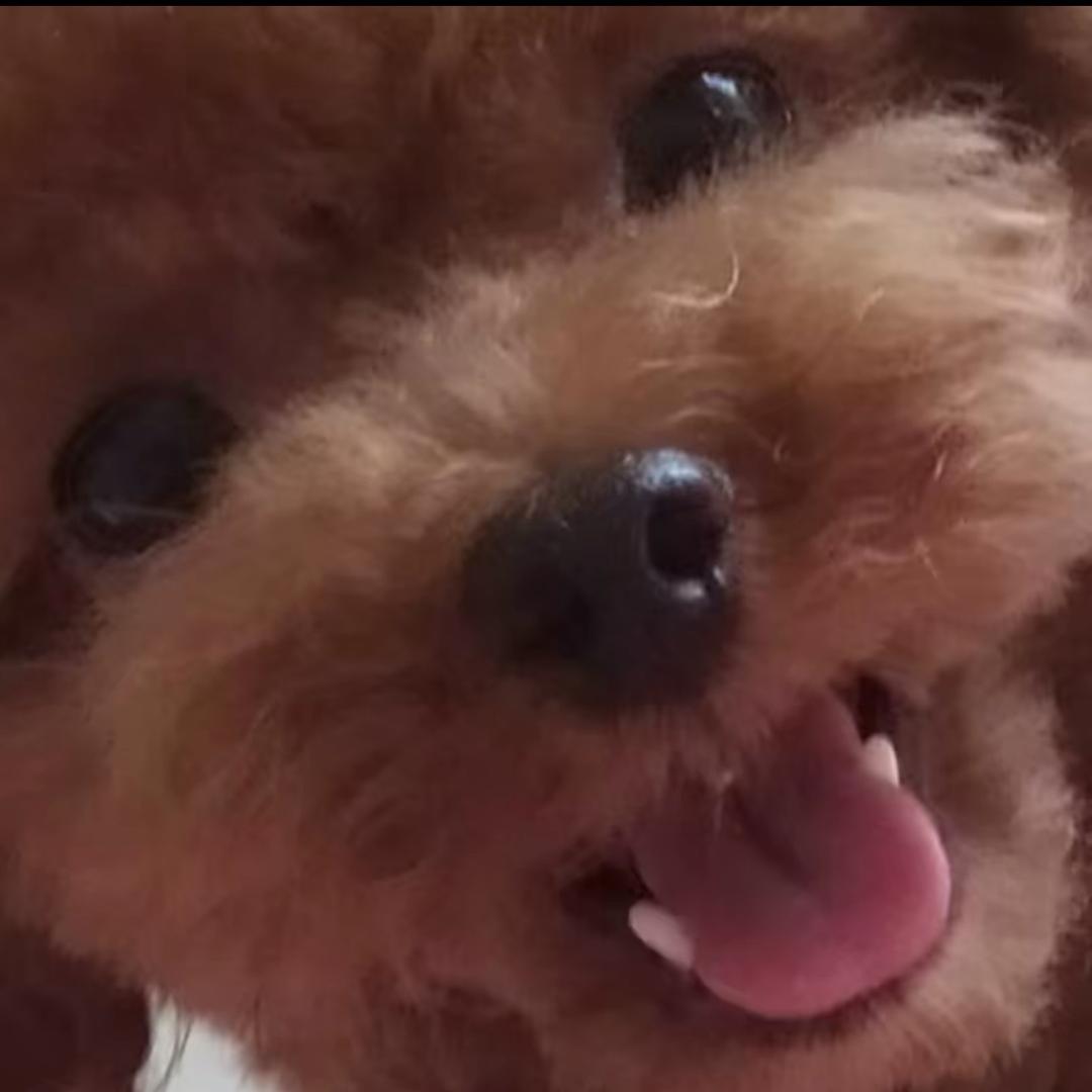 王小屁