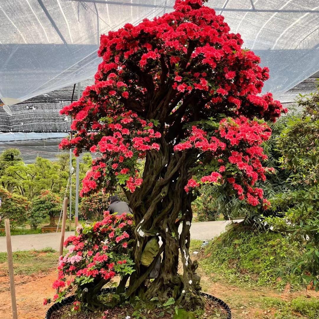 叁佰歌花木园艺