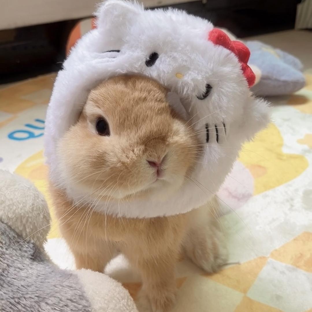 兔兔萌宠臻选舍