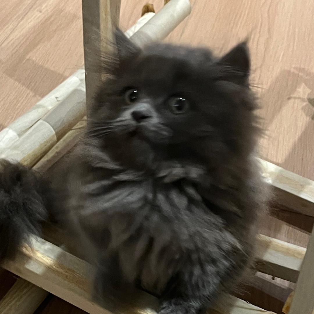 微波炉