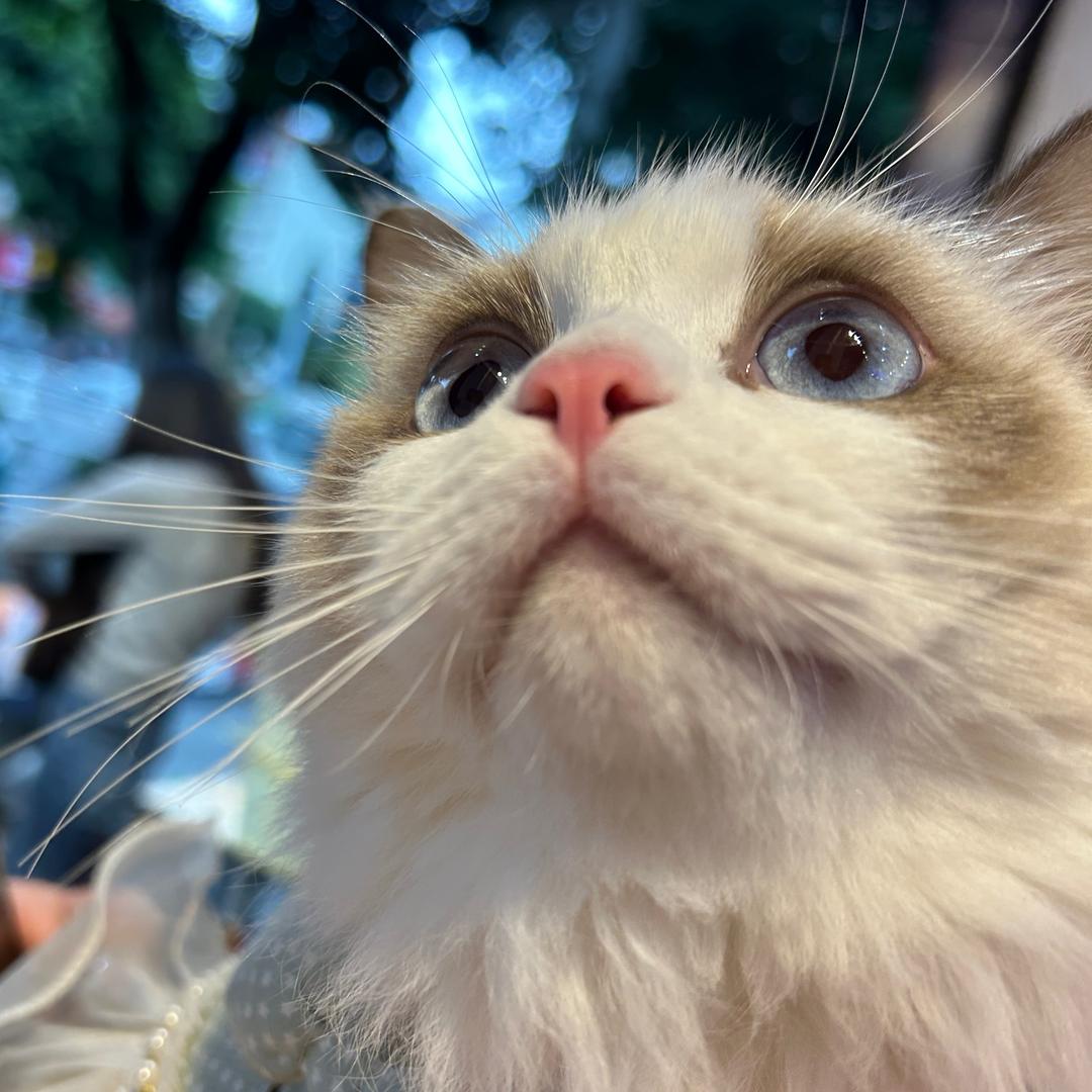 一只小榴莲