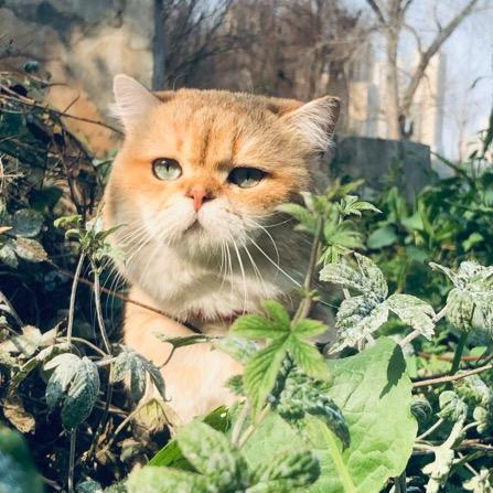 张大嘴😼