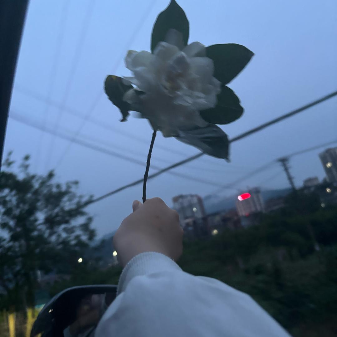 名模与猪游泳
