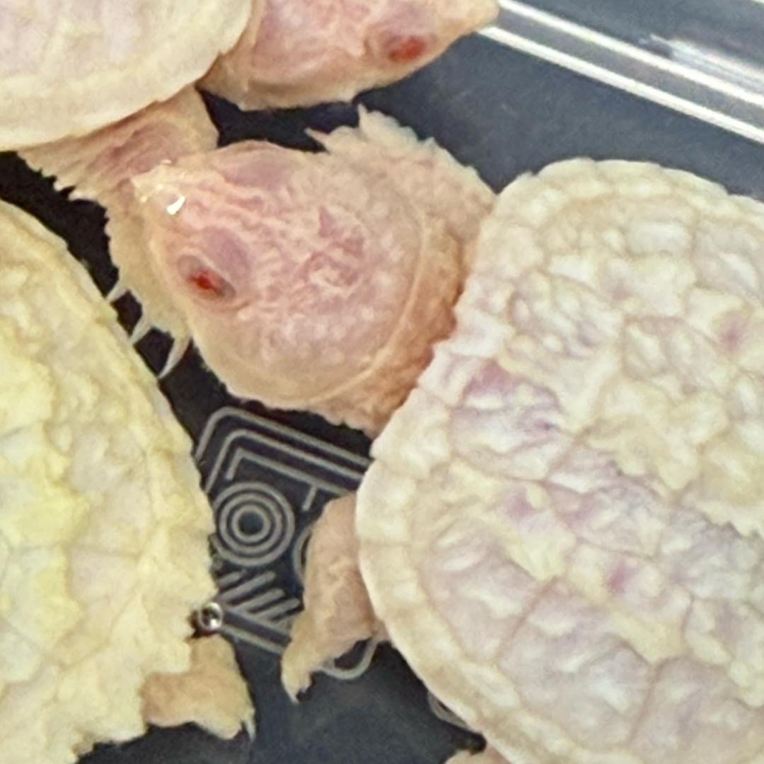 今日飞的小乌龟