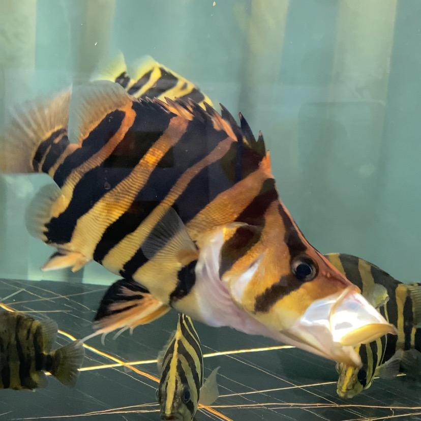 壹品虎鱼水族