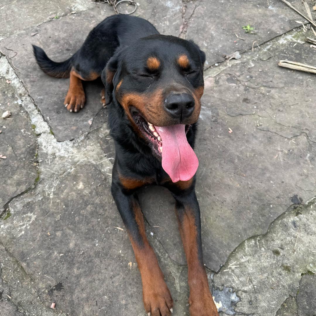 宏龍猛犬（全国可发）