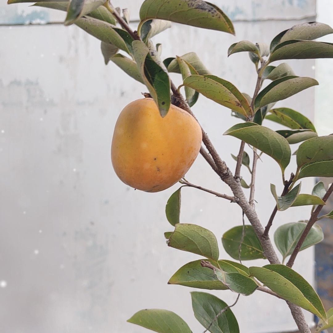 枝丫园艺新果树苗木专卖店