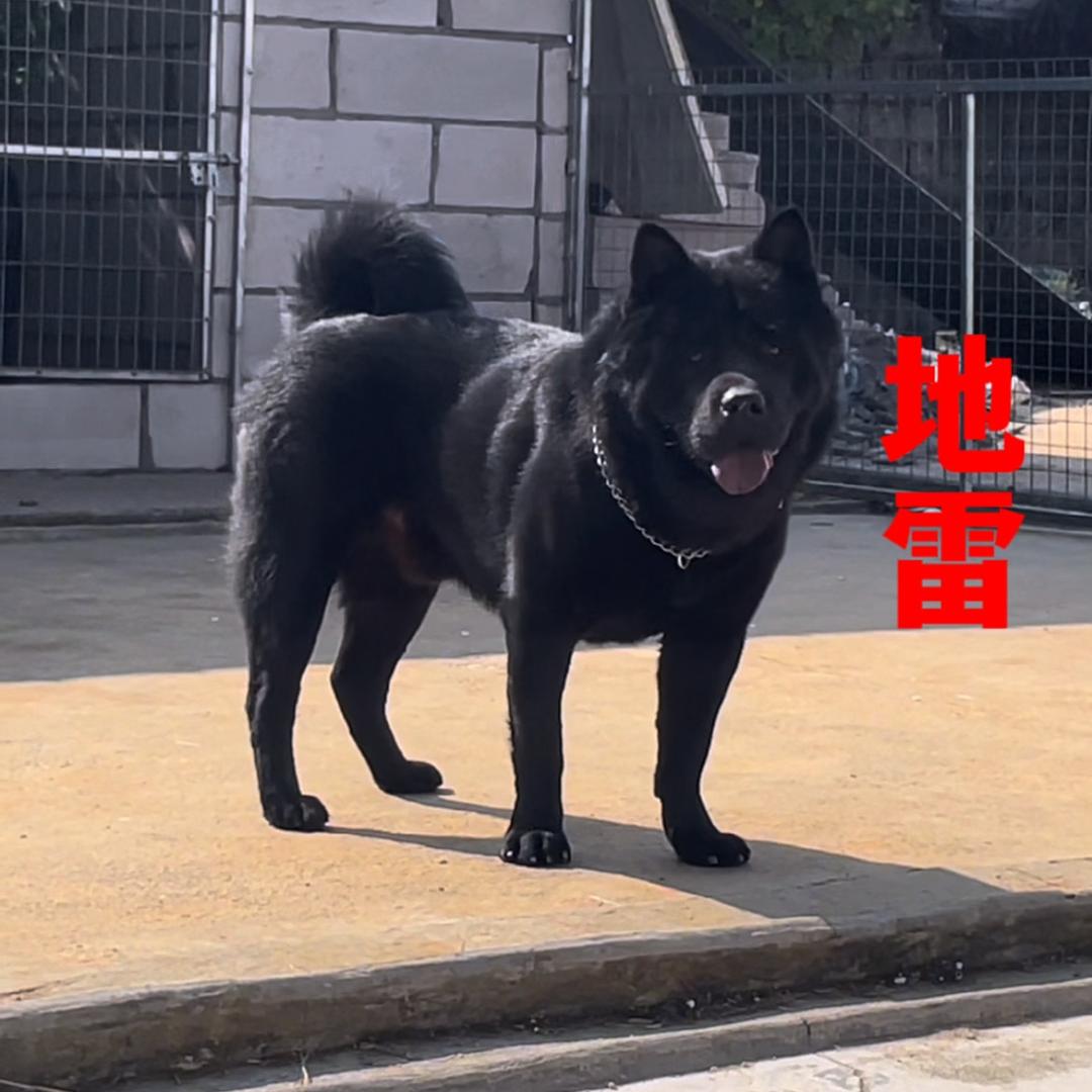 五福土狗养殖