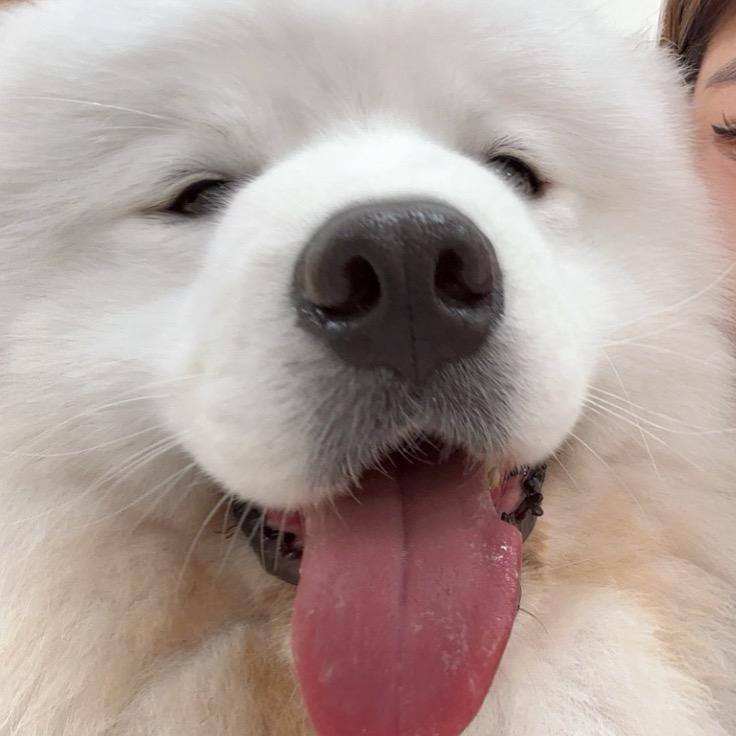 爱吃薯条