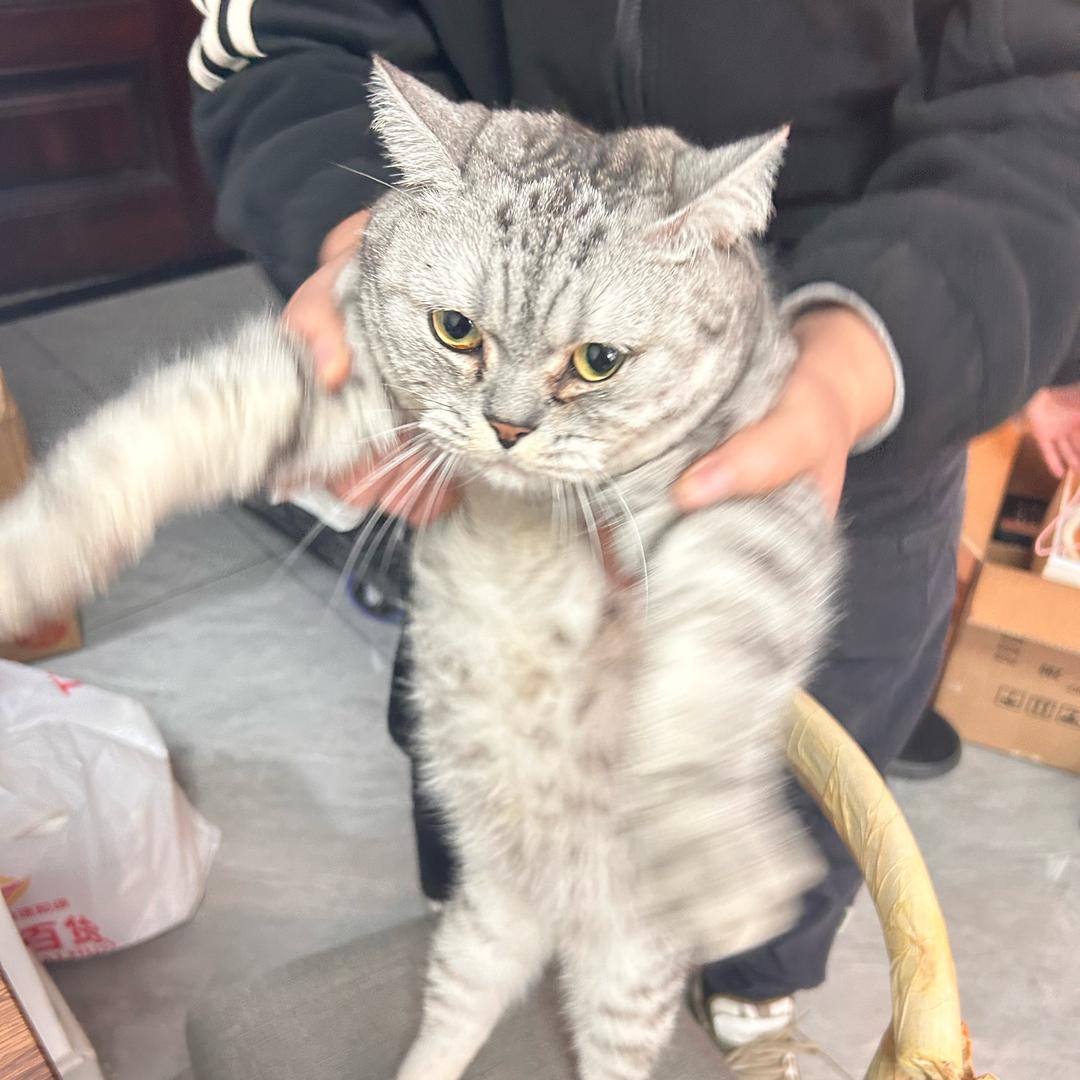 贪吃鼠鼠（三角洲行动跑刀）