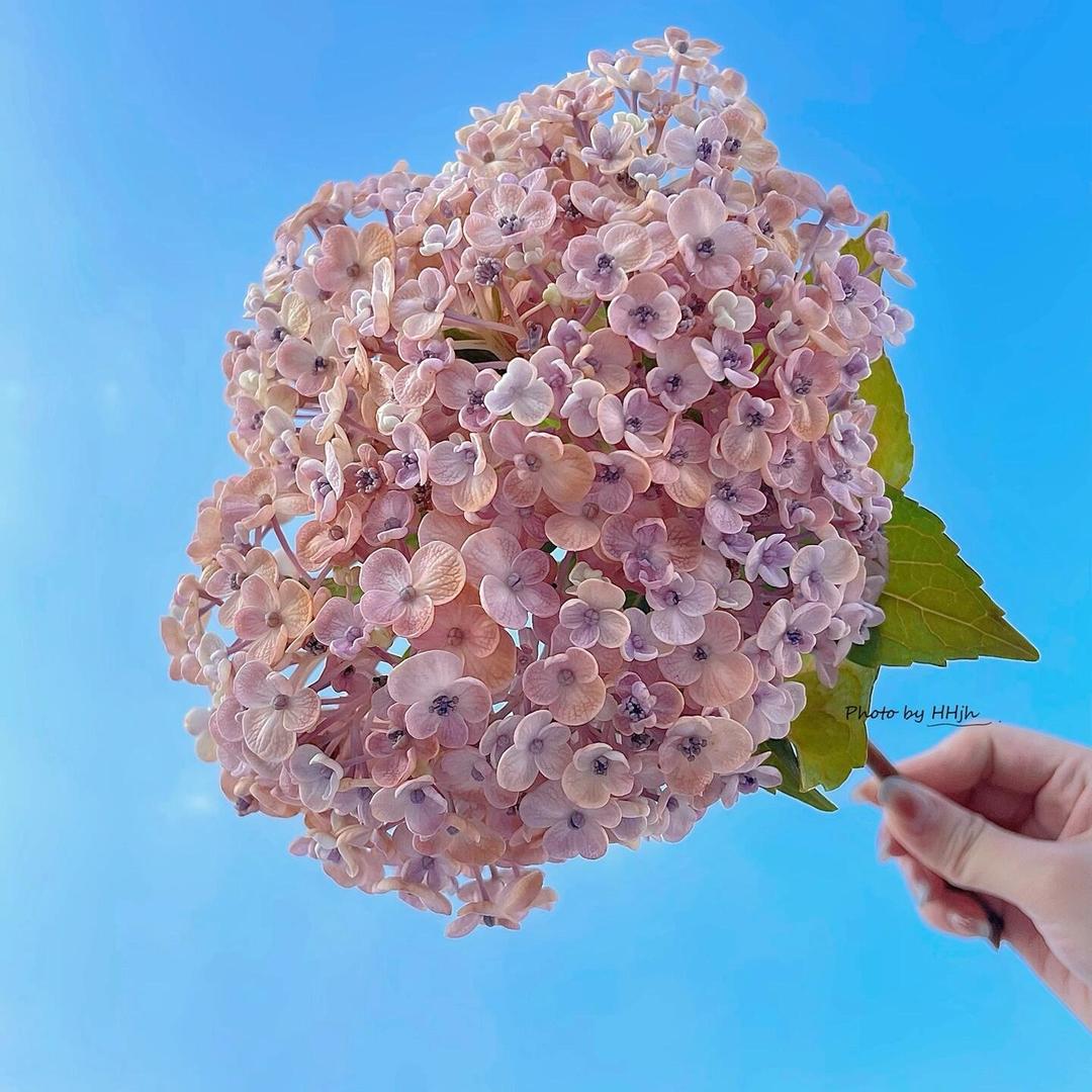 coco花园