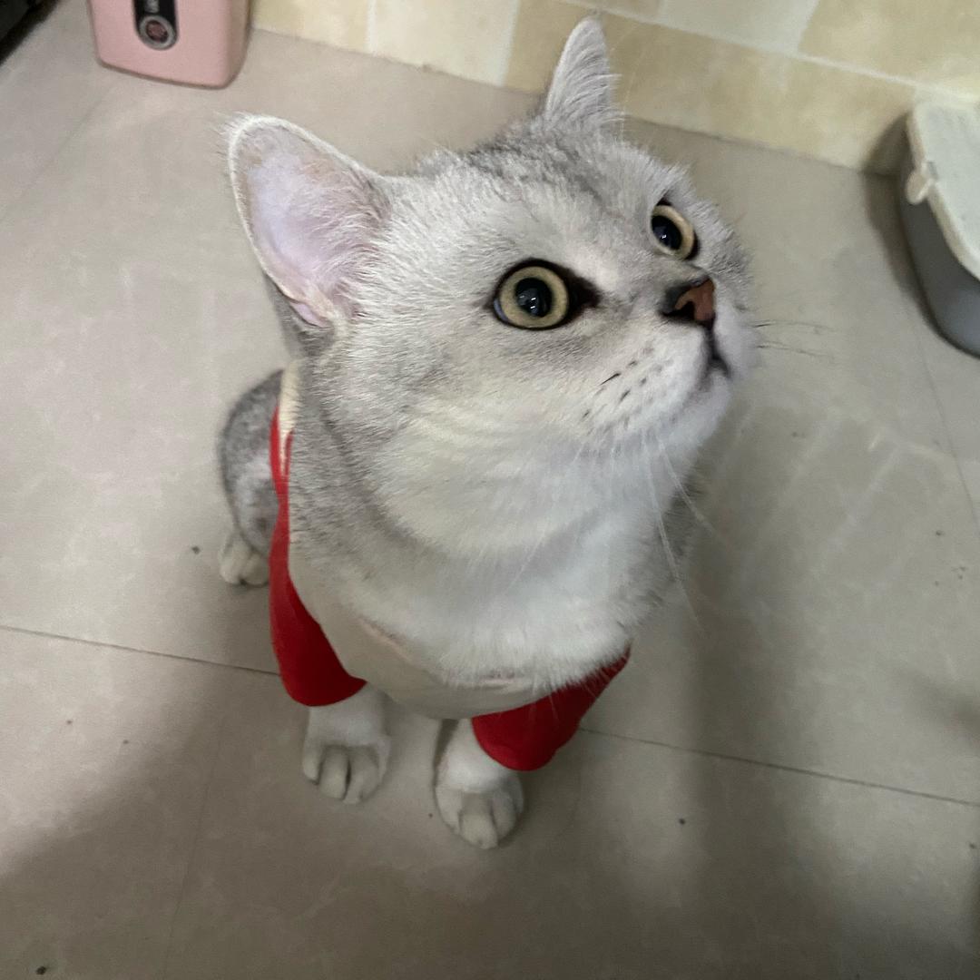 小陈吖✨