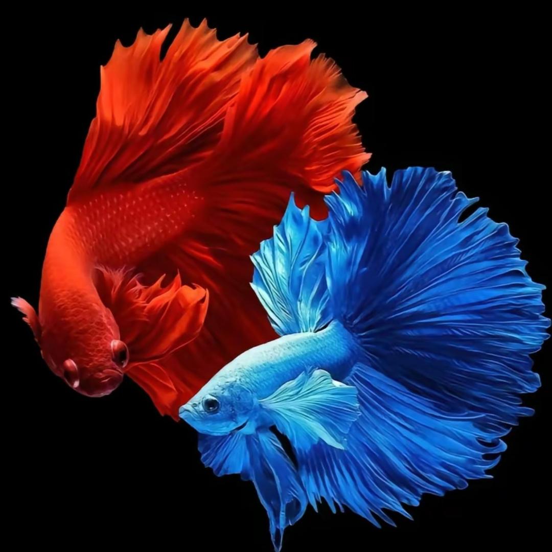 年年有鱼水族店