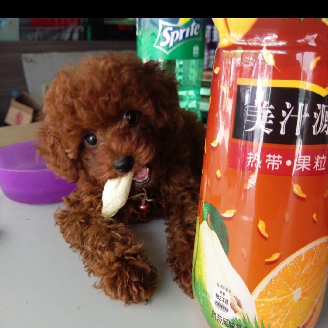 豆豆妞妞