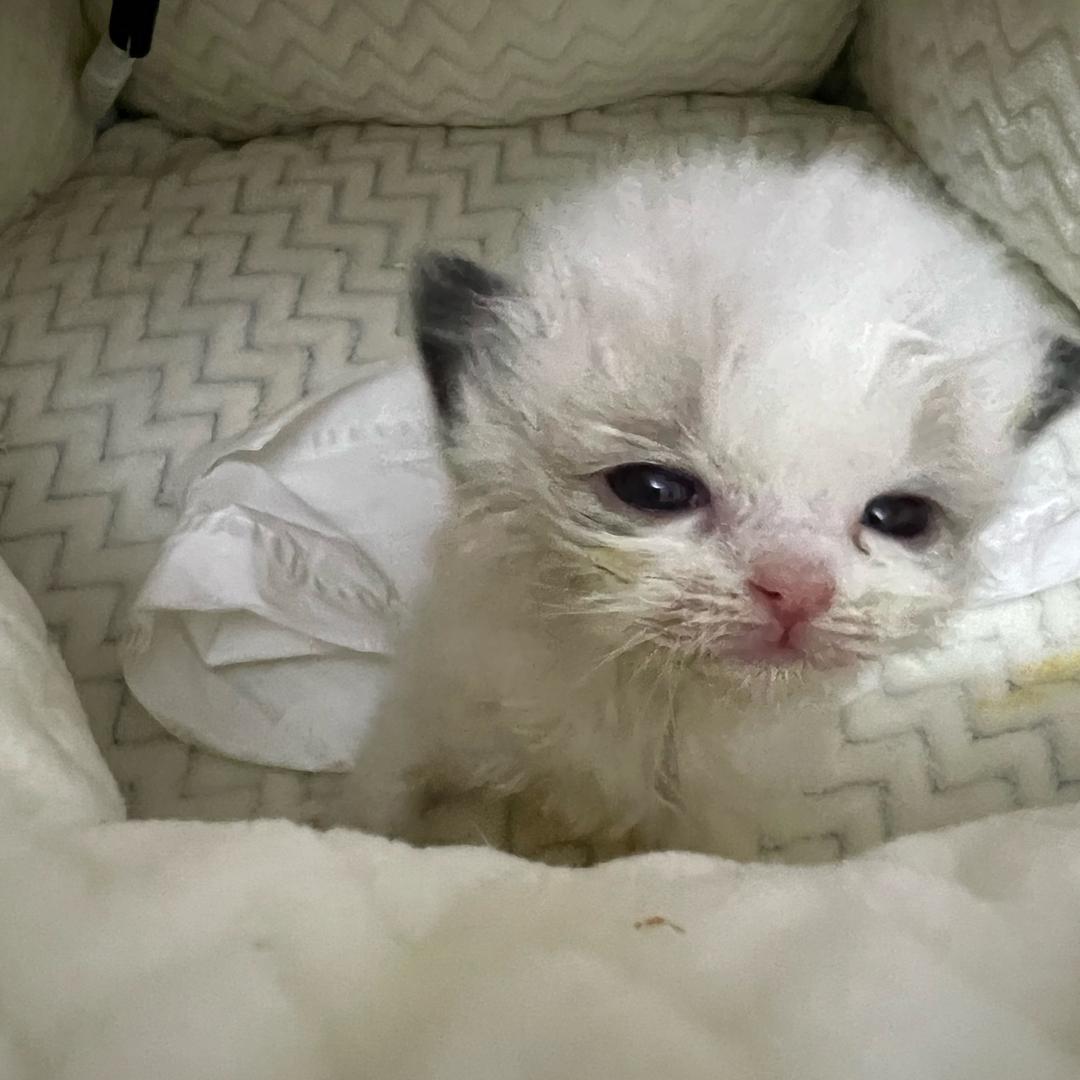 猫咪云瑶好物分享