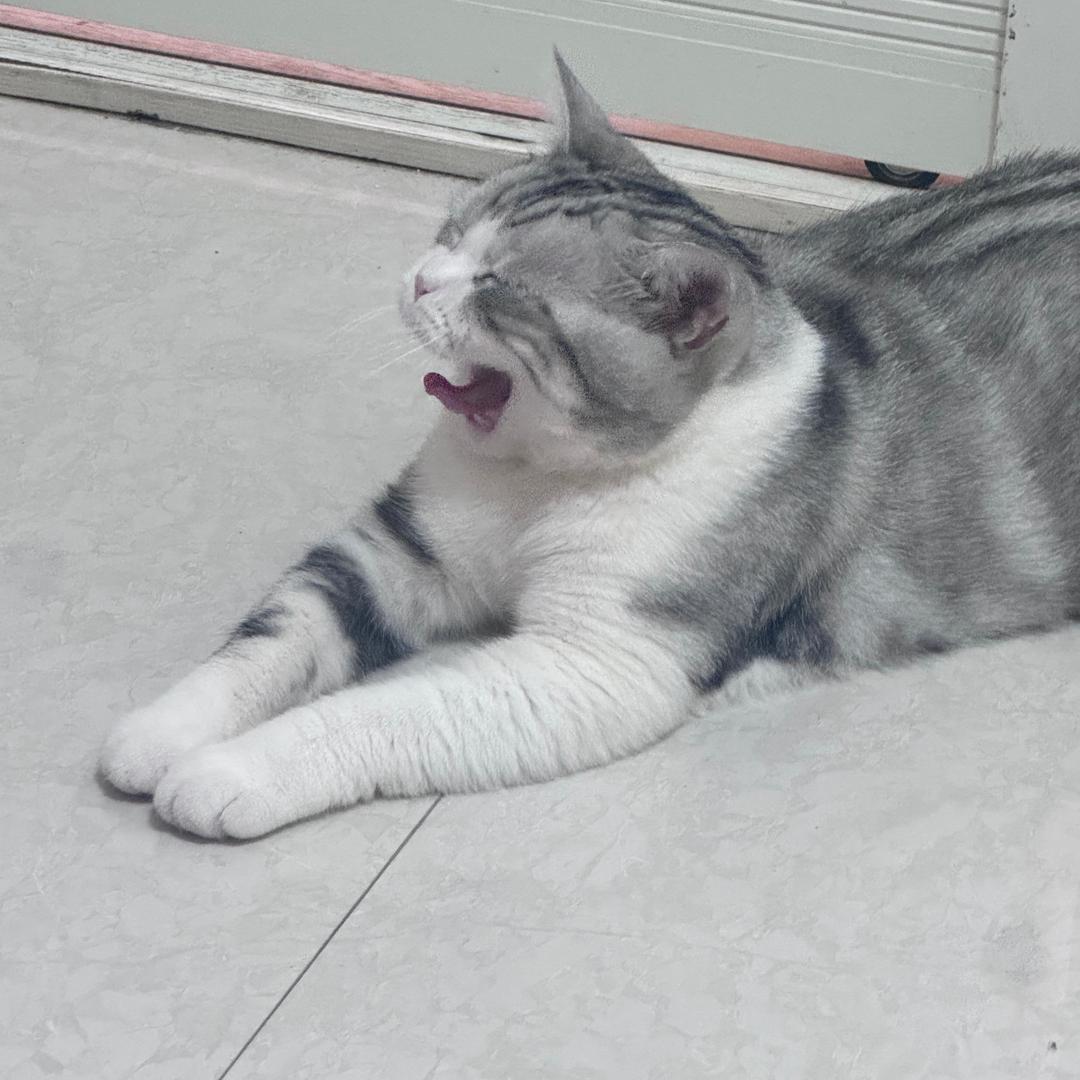 财财是只猫🐱
