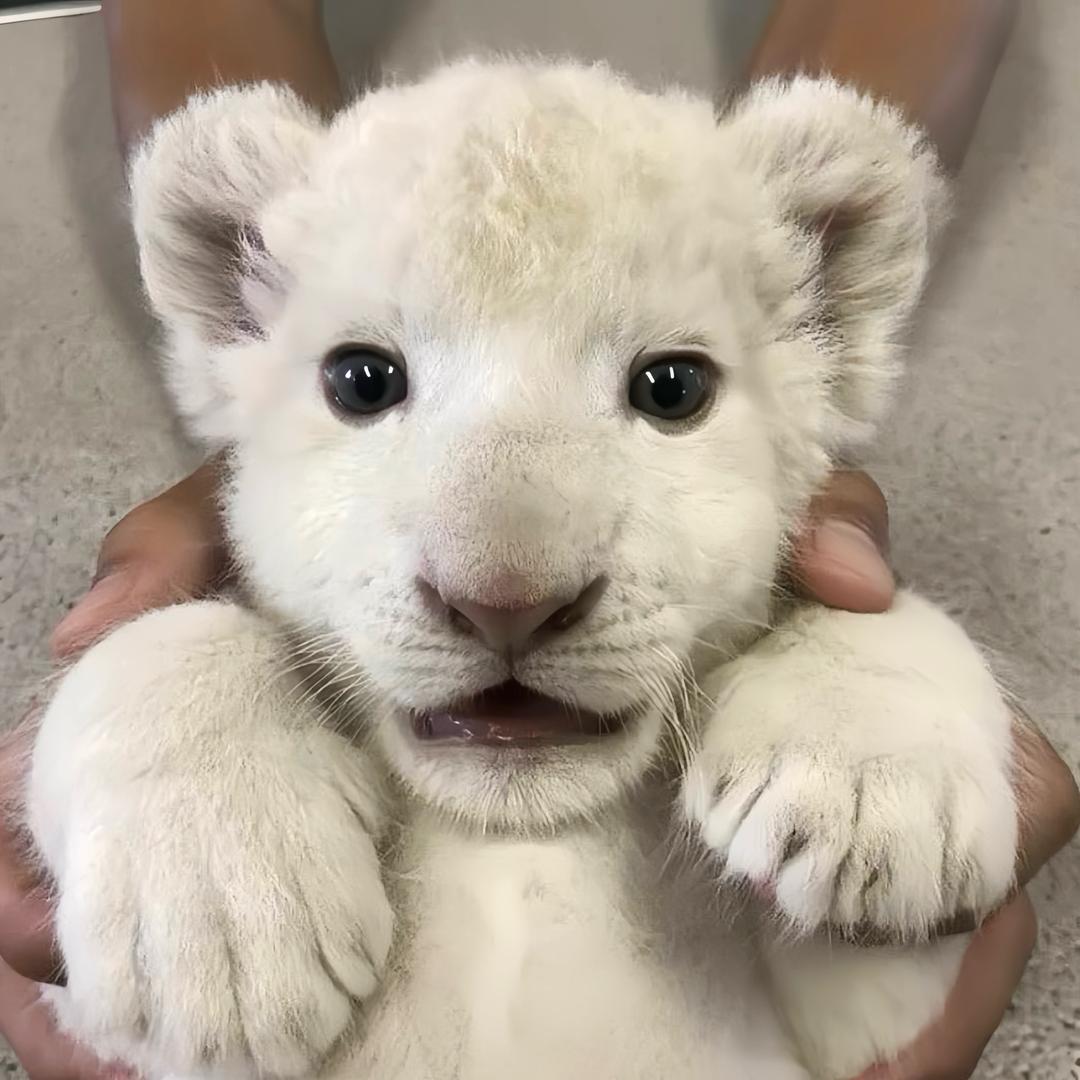 一颗忧郁的小蛋蛋