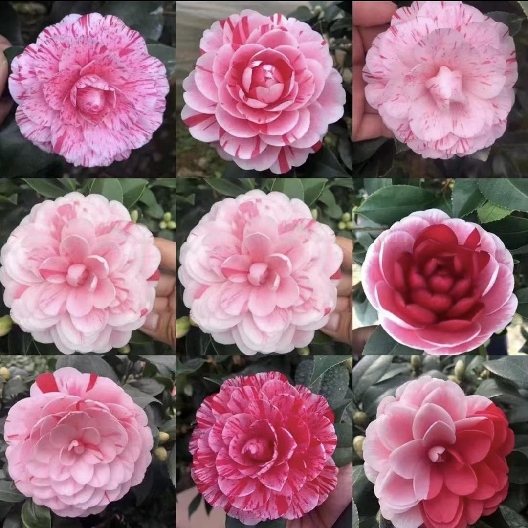 小雷家花卉绿植1