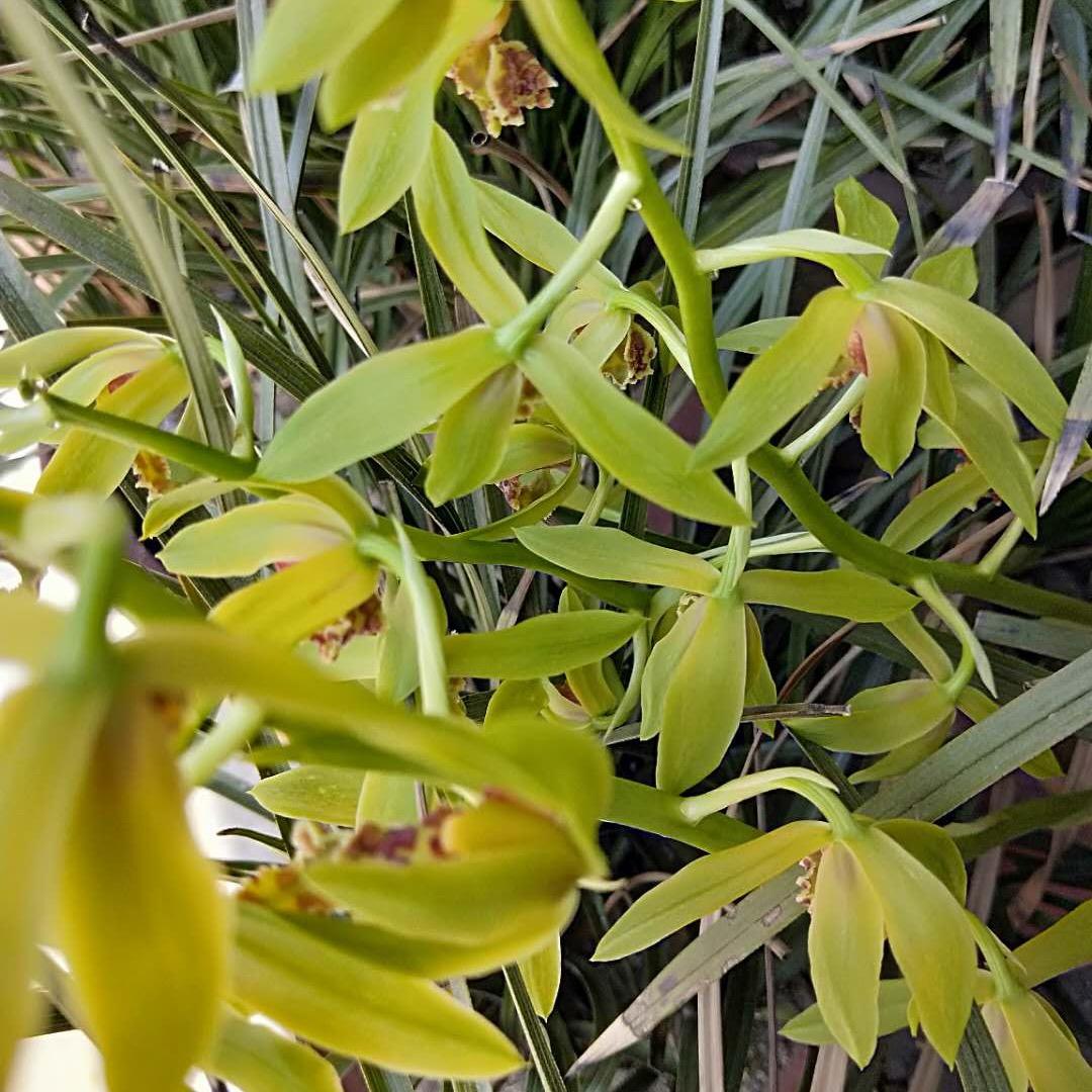 兰草
