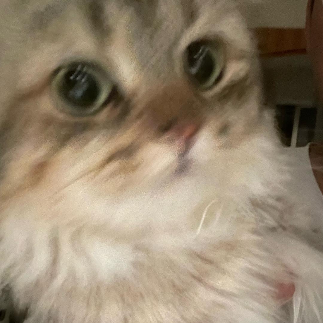 嘟嘟不吃鱼