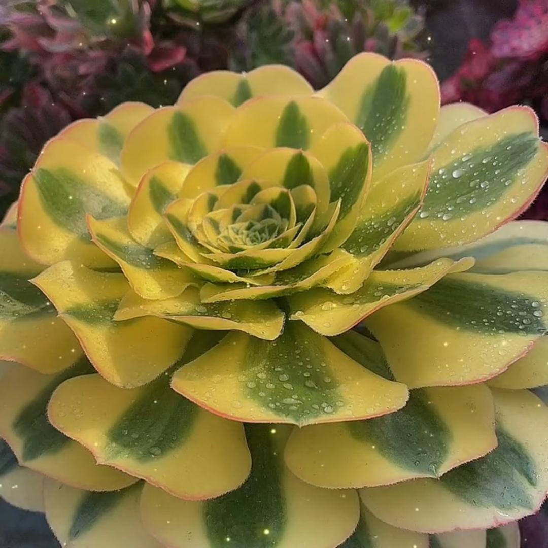 花小海
