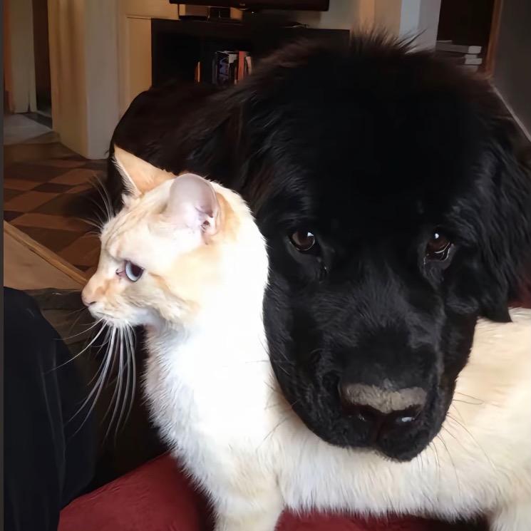 猪咪的牙