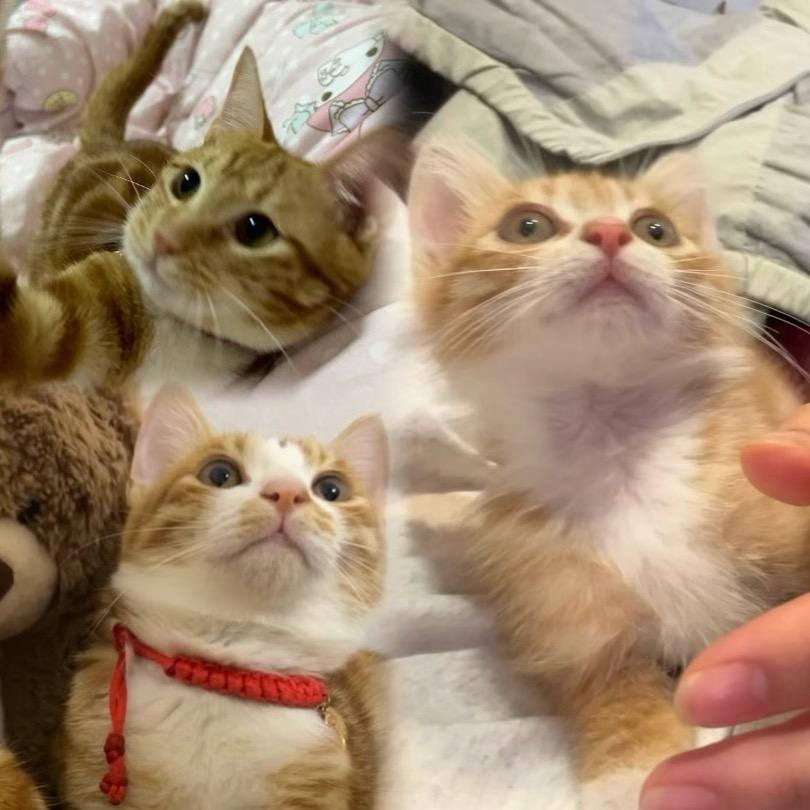 @小七是只猫🐱