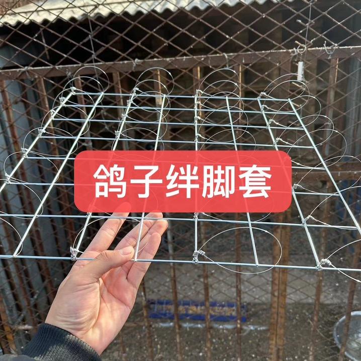 阿行鸽子用品