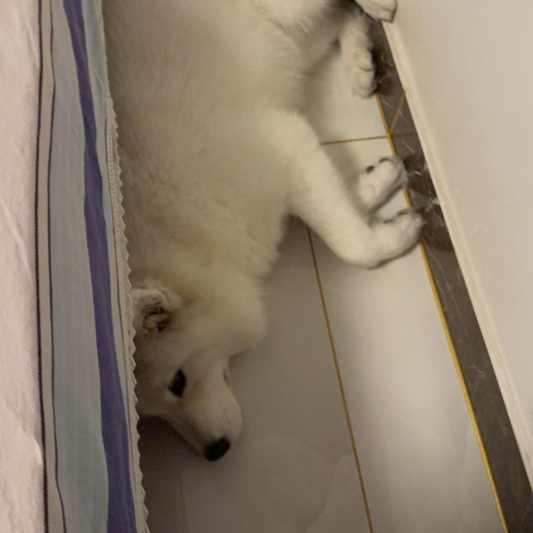 海内存螃蟹